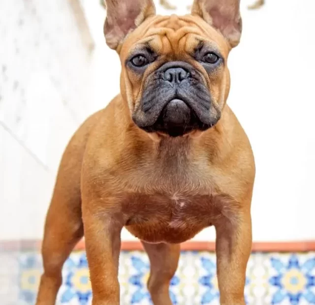 7 Best Dog Breeds for Comfort Zones in the USA